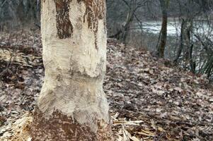 Large bark of a tree trunk gnawed by beavers in the forest. photo