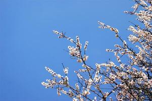 Blooming white flowers and buds on a branch of an apricot tree. photo