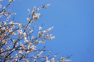 Blooming white flowers and buds on a branch of an apricot tree. photo