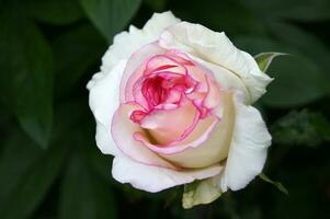 hermosa blanco-rosa Rosa en el jardín. foto