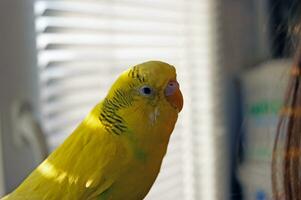 Cute yellow budgie parrot looking at the camera photo