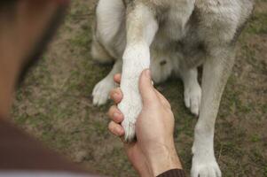 West Siberian grey Laika gives a paw photo
