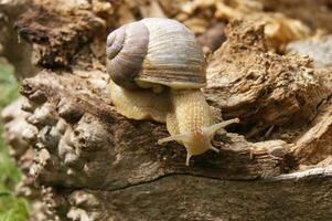 un ordinario en cáscara jardín caracol gateando en un tocón. foto