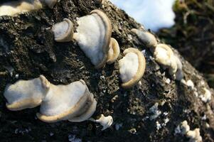 Unedged mushrooms growing on a tree trunk. photo