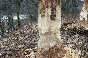 Large bark of a tree trunk gnawed by beavers in the forest. photo