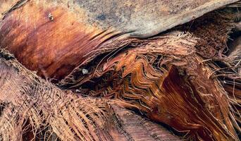 Detailed palm tree trunk background photo. Palm tree trunk texture. Cracked bark of old tropical palm trees. photo