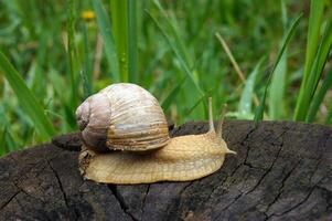 un ordinario en cáscara jardín caracol gateando en un tocón. foto