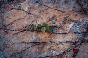 Ivy plant wall texture background concept photo. Old brick wall and autumn creeper, bricks fence photo