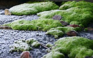 Selective focus on bright green moss on a slate roof. photo