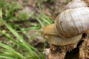 An ordinary in shell garden snail crawling on a stump. photo