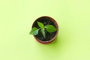 Small pot with seedling on green background. photo