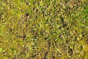 Green moss background texture. photo