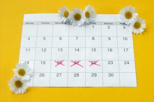 Chamomile on menstruation period calendar on yellow Background. photo