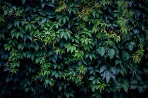 Green creeper leaves on the wall. photo