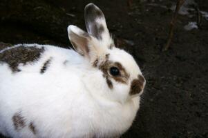 Cute white fluffy rabbit on outdoor photo