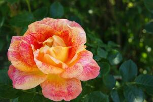 Beautiful yellow-red rose in the garden. photo