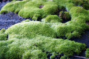 Selective focus on bright green moss on a slate roof. photo