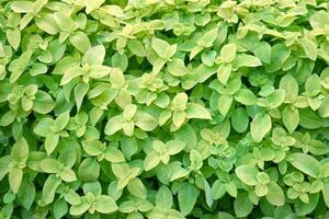 Many leaves of Origanum vulgare, commonly known as Oregano, wild or sweet marjoram. photo