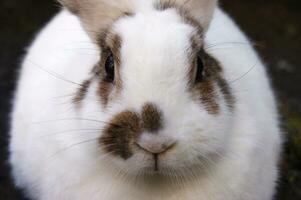 Cute white fluffy rabbit on outdoor photo