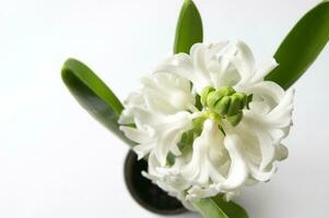 White oriental hyacinth flowers in early spring. photo