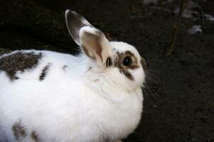 Cute white fluffy rabbit on outdoor photo