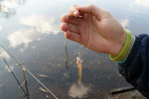 The hands of a young guy holding one small perch fish on a hook against the lake. photo