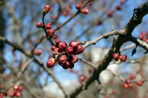 Flower bud on a tree branch. photo