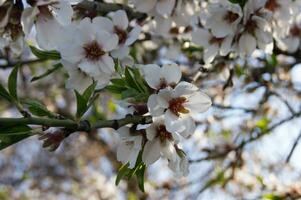 White flowers and buds of an cherry tree in spring blossom. photo