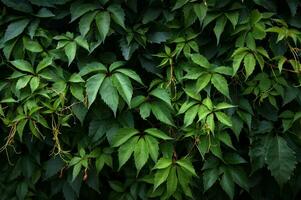 Green creeper leaves on the wall. photo