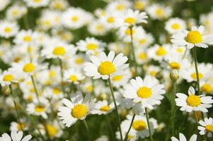 Wonderful fabulous daisies on a meadow in summer. photo