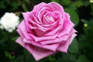 Beautiful pink rose in the garden. photo