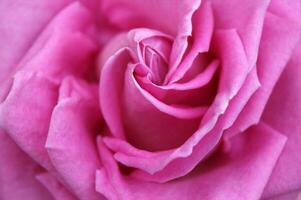 Beautiful pink rose in the garden. photo