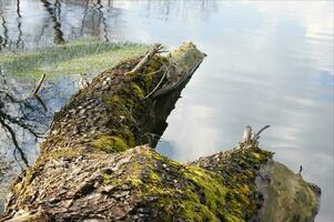 Fallen log covered with moss lying near the banks of a river or lake. photo