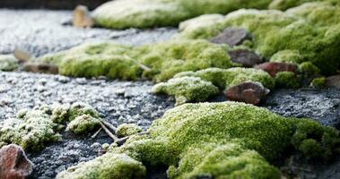 Selective focus on bright green moss on a slate roof. photo