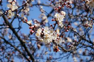 White flowers and buds of an apricot tree in spring blossom. photo