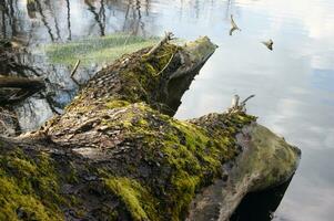 Fallen log covered with moss lying near the banks of a river or lake. photo