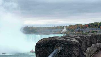 Close-up of seagull on the background of Niagara Falls. Flight of a bird over a waterfall. video