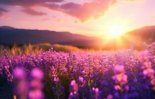 AI generated sunrise sun over lavender field in summer, photo