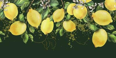 Lemons are yellow, juicy, ripe with green leaves, flower buds on the branches, whole. Watercolor, hand drawn botanical illustration. Seamless border on a dark green background vector EPS