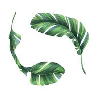 tropical plátano palma hojas brillante jugoso verde. mano dibujado acuarela botánico ilustración. conjunto de aislado elementos en un blanco antecedentes. vector