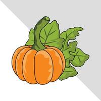 squash vegetable vector illustration with leaves isolated graphic
