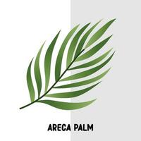 tropical leaf vector areca palm