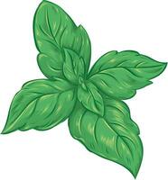 realistic sketch illustration of green basil, vector illustration