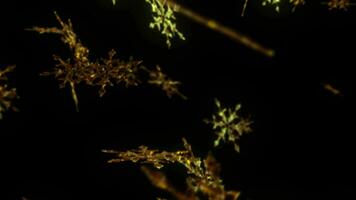 Golden snowflakes swirl and fall. Perfect for a winter-themed backdrop. video