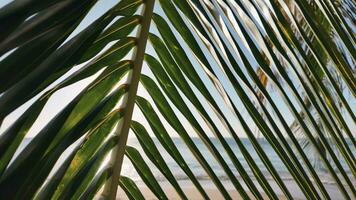 tropisch Gelassenheit, Strand Oase gerahmt durch Palmen video