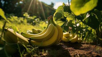 ai generado plátano en el campo con ligero exposición ai generativo foto