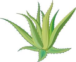 Aloevera vector illustration