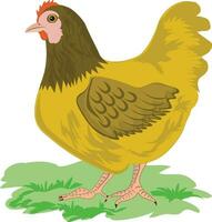 Hen sitting on grass vector