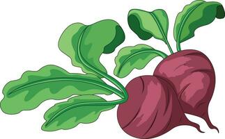 Set of two turnips illustration vector