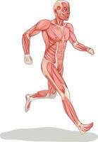 Human antomy illustration showing nervous system vector